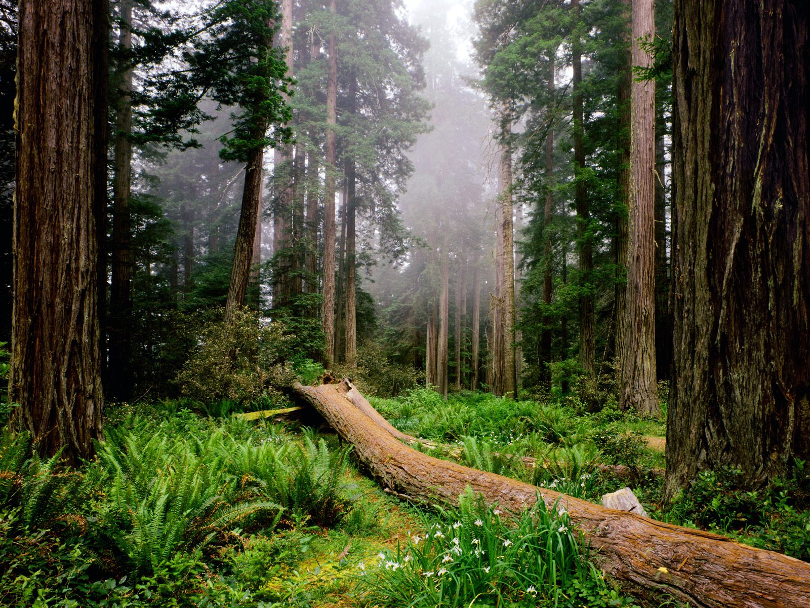 Mary Asgill's Memoir Blog on Teaching, Life, & Harmony vs. Balance